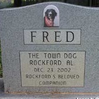 Fred the Town Dog