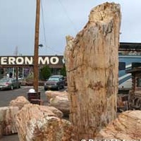 World's Largest Petrified Tree
