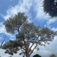 World's Largest Torrey Pine
