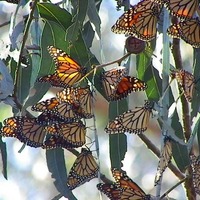 Once-a-Year Monarch Butterfly Grove