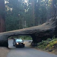 Tunnel Log: Drive Thru a Fallen Sequoia