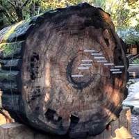 Redwood Log of History