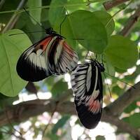 Butterfly World: Largest on Earth