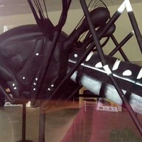 World's Largest Mosquito
