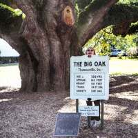 The Big Oak - 328+ Years Old