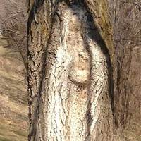 Virgin Mary in a Tree