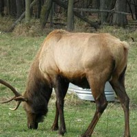Elk Pasture - Town Elk Herd