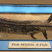 Famous Fish-Within-A-Fish Fossil