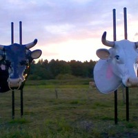 Two Cow Heads