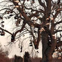 Shoe Tree - Cursed!
