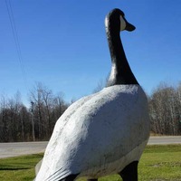 Large Canada Goose