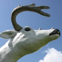 World's Largest Former White Stag