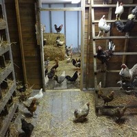 River Country Nature Center: Taxidermy Chicken Coop