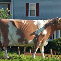 Big Cow of Middlebush