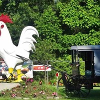 Big Rooster Spits Water, Pulls Buggy