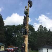 Man Treed by Bears, Dogs Playing Poker