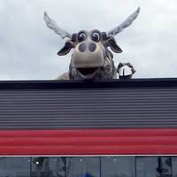 Moose Head on a Roof
