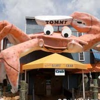 Tommy the World's Largest Crab