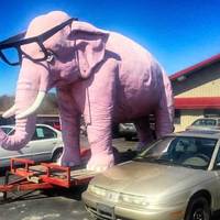 Pink Elephant With Glasses