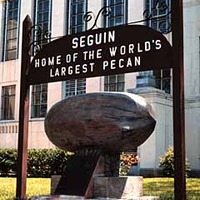 World's Oldest Largest Pecan
