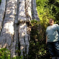 World's Largest Western Red Cedar Tree