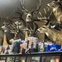 Taxidermy-Filled Grocery Store