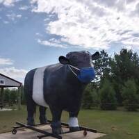 Mark the Big Belted Galloway Bull
