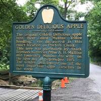 Marker: Original Golden Delicious Apple Tree