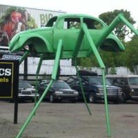 Spider Beetle
