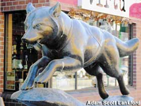 Outdoor bronze statue in front of a building of Balto, a sled dog, running.