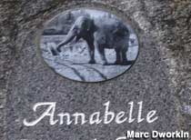 Detail of Annabelle the Elephant's gravestone features a photo of Annabelle.