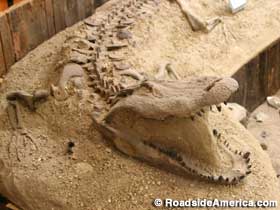 Wild Bill alligator fossil.