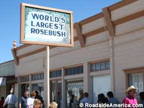 World's largest Rosebush.