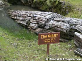 The Giant - Petrified Forest.