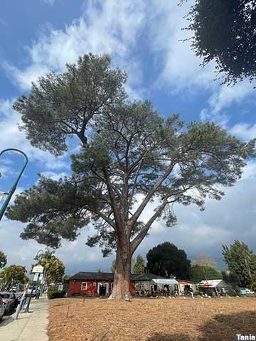 World's Largest Torrey Pine.