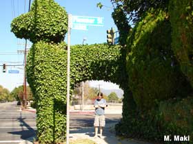Topiary poodle.