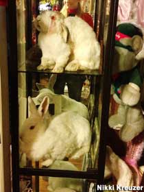 Stuffed rabbit pets.