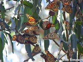 Monarch butterflies.