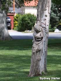 Face in tree.