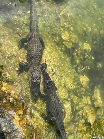 Gators in the Blue Hole.