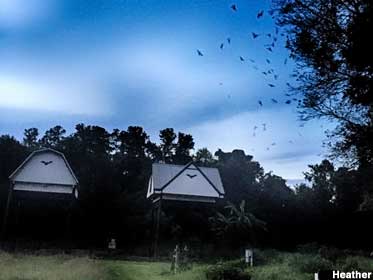 Bat houses.