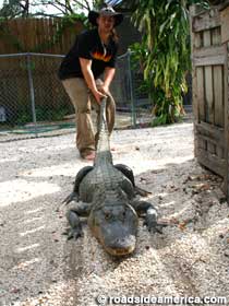 Jimmy Riffle drags a reluctant gator to a wrestling match at Native Village.
