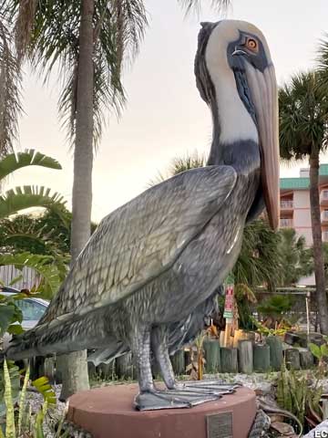 Big pelican.