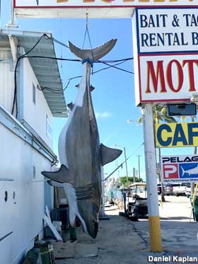 Motel Shark Catch.