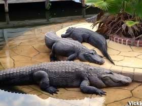 Gators at Gatorland.