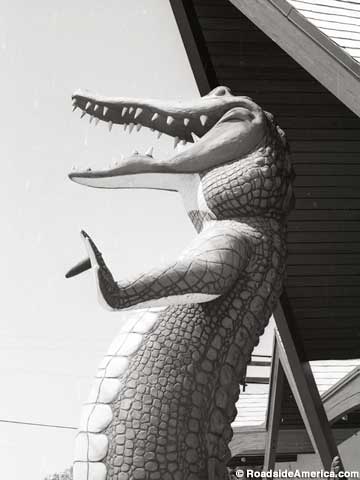 Gator statue in 1985.