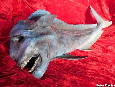 A swimmers' nightmare: the toothy Manfish.