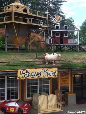 Goats on the roof!