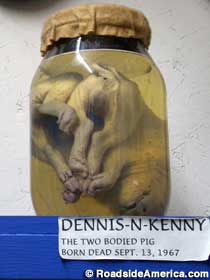 Dennis-N-Kenny, the two bodied pig.