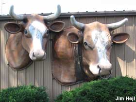 Two cow heads.